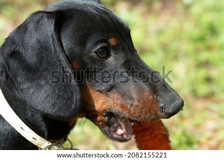 Portrait black and tan dachshund puppy with toy on summer field