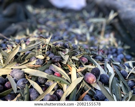 Olive fruits and leaves in the pile of fresh olives. Olives picked up from olive trees in Çanakkale Küçükkuyu with traditional methods are prepared for post-harvest olive oil production.