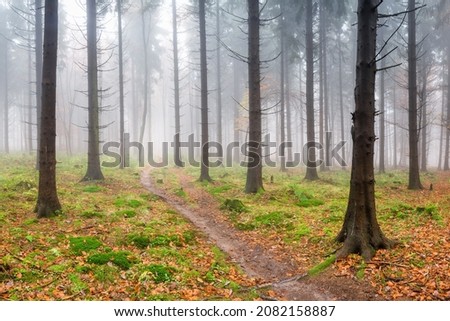 Morning mist in the autumn forest