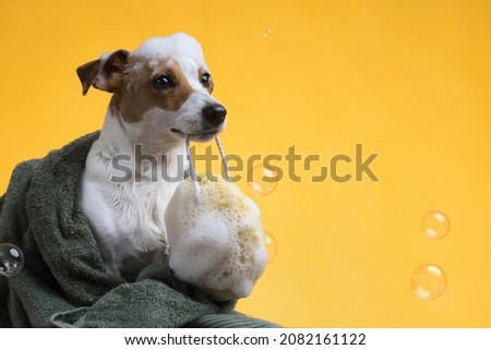Funny wet Jack Russell puppy after a bath, wrapped in a towel. Freshly washed cute dog with soap suds on his head on a yellow background. High quality photo Royalty-Free Stock Photo #2082161122