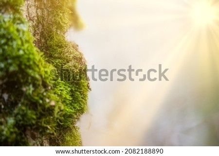 Forest of Spruce Trees Illuminated by Sunbeams through Fog, Moss Covered Forest Floor Royalty-Free Stock Photo #2082188890
