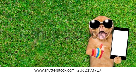 Funny Mastiff puppy wearing sunglasses lies on green summer grass and shows empty screen of smartphone and thumbs up gesture. Top down view. Empty space for text.