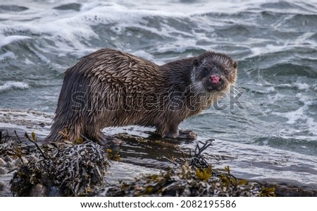 Wild Eurasian Otters in the Shetland Islands
