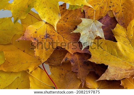 Colorful background of autumn maple tree leaves background close up. Multicolor maple leaves autumn background. High quality resolution picture