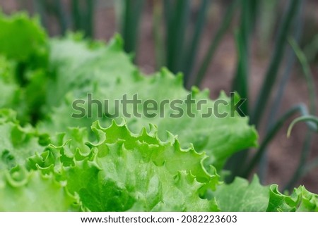 fresh green lettuce leaves with close up in farm garden 