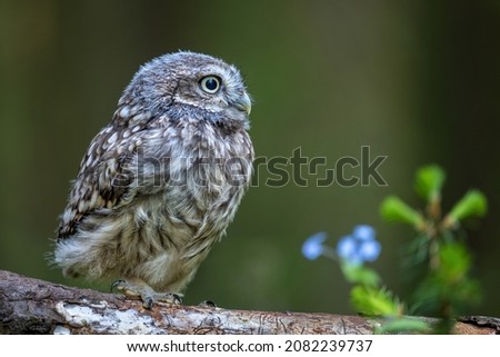Little owl sitting on a branch in the forest and watching the surroundings.