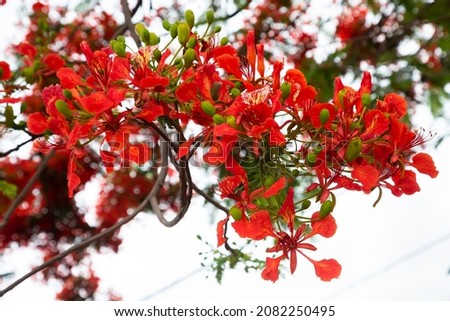 What is another name for flamboyant flower?
royal poinciana, (Delonix regia), also called flamboyant tree or peacock tree, strikingly beautiful flowering tree of the pea family (Fabaceae). 
