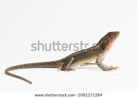 The oriental garden lizard Calotes versicolor isolated on white background Royalty-Free Stock Photo #2082251284