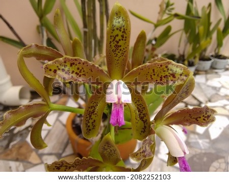 Orchid Cattleya guttata (in Latin) in full bloom. Royalty-Free Stock Photo #2082252103
