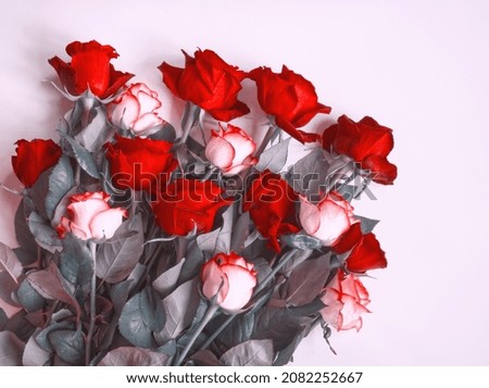 Layout of red and white roses on light pink background. Bouquet of red and white flowers. Template, card design, copy space. Bunch of beautiful roses. Valentines day. International woman's day. Royalty-Free Stock Photo #2082252667