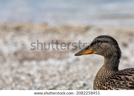 A young duck at the edge of the picture with space for advertising or slogans.