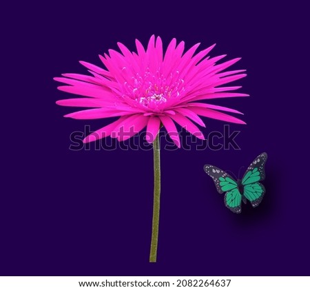 Beautiful pink barberton daisy - gerbera jamesonii flower full bloom isolated on violet for background or stock photo, garden plant, closeup, butterfly