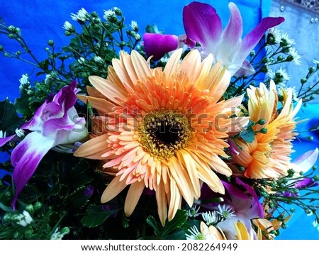 Top view, White orange chrysanthemums flower blossom blooming  on blue background for stock photo or illustration, summer plants