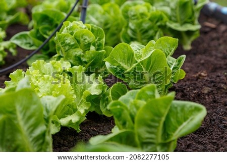 Organic lettuce grown on the ground,Fresh lettuce in a vegetable garden. Royalty-Free Stock Photo #2082277105