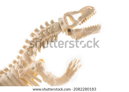 dino skelet isolated on a white background