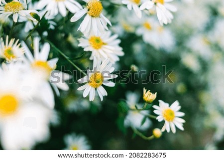 pictures of flowers in bloom, in the garden, in spring