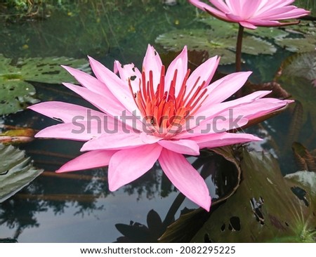 Pink lotus flowers start to bloom in the countryside
