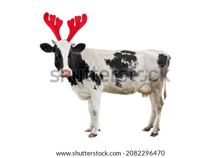Christmas funny black and white spotted cow isolated on white background. Full length Cow portrait in Christmas Reindeer Antlers Headband.