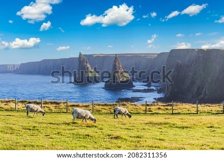 Sunset at Stacks of Duncansby, with a flock of sheep grazing, Duncansby Head, John or 'Groats, Caithness, Scotland, United Kingdom Royalty-Free Stock Photo #2082311356