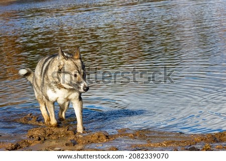 Hunting dog Laika (husky). West Siberian Laika (husky). Photo of a husky dog in late autumn while hunting. 