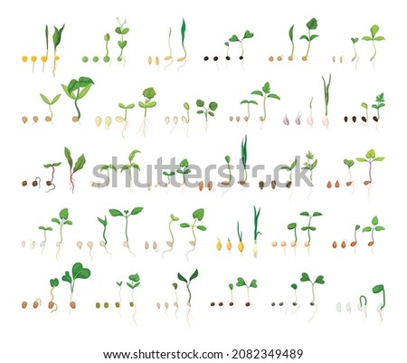 Chains of germination of seeds. Detailed illustration of the growth of vegetables and fruits. Royalty-Free Stock Photo #2082349489