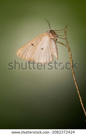 Night butterflies or moths in their environment.