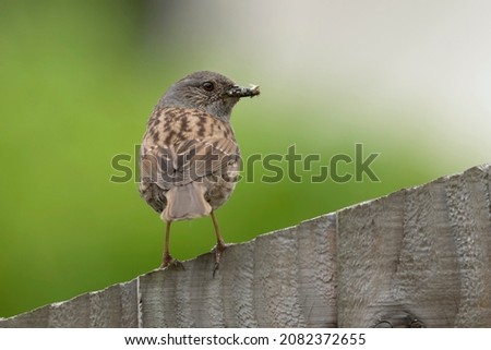 Dunnock is a small mottled brown and grey bird. Quiet and unobtrusive,