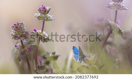 Beautiful spring - summer go green wallpaper with space for text. Adonis blue butterfly against meadow background close-up macro. Cool image of morning nature.
