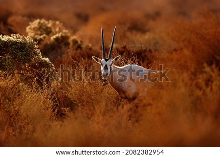 Arabian oryx or white oryx, Oryx leucoryx, antelope with a distinct shoulder bump, Evening light in nature. Animal in the nature habitat, Shaumari reserve, Jordan. Travel Jordan, Arabia nature.   Royalty-Free Stock Photo #2082382954
