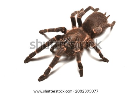 Closeup picture of a mature female of the brown dwarf tarantula spider Selenocosmia kovariki (Araneae: Theraphosidae) from northern Vietnam, photographed on white background.