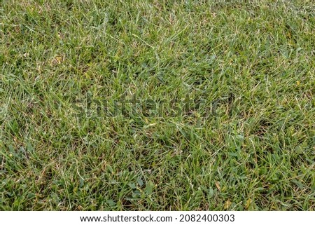 Green meadow grass texture for background. Green lawn. Sample. Close-up.