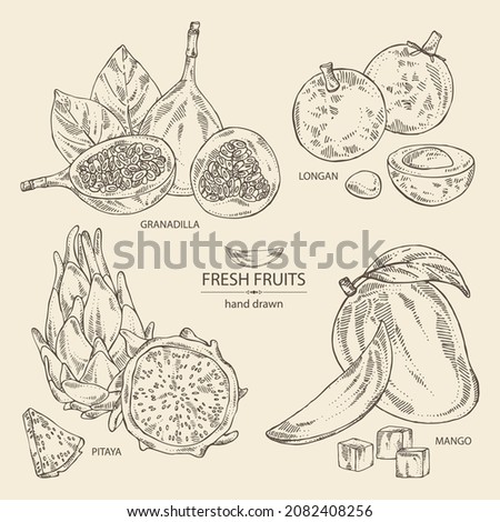Collection of fruits: mango fruit, pitaya, dragon fruit, longan and granadilla. Vector hand drawn illustration. Royalty-Free Stock Photo #2082408256