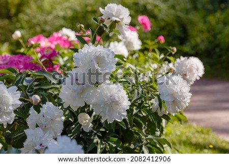 Beautiful white peonies on a bush on a sunny day.