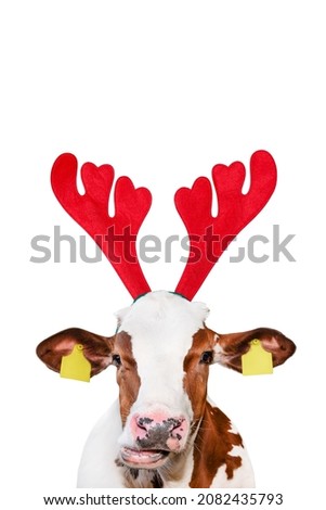 Christmas funny cow isolated on white background. Cow portrait in Christmas Reindeer Antlers Headband.