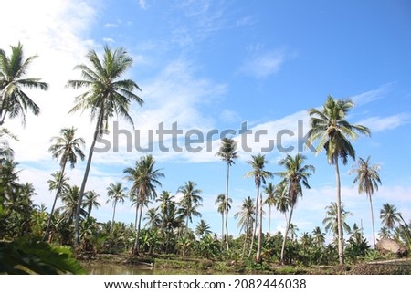 tall coconut trees towering in the morning sunny
