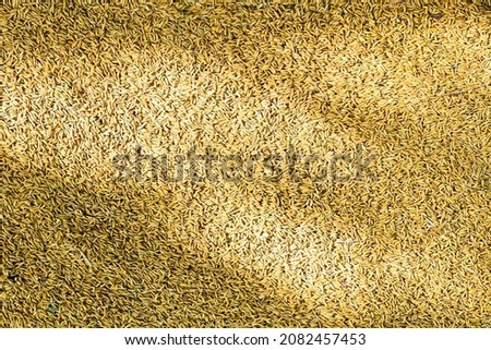 Shiny Sunlight On Abstract Brown Paddy Grain Background Texture