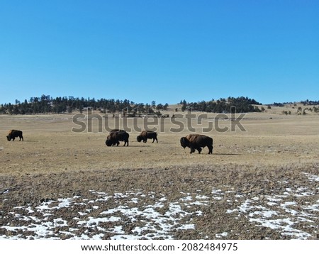 Beautiful pictures of the mighty buffalo out on open plains with mountains in the background