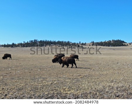 Beautiful pictures of the mighty buffalo out on open plains with mountains in the background