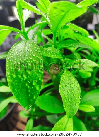 Dew on the green leaf, natural photo picture
