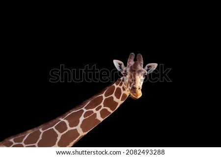 Giraffe good isolated on black background. Close up of beautiful and funny Somali Giraffe, commonly known as Reticulated Giraffe, Giraffa camelopardalis reticulata. Portrait of a Beautiful Cute Face