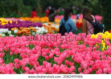 People strolling among colorful tulips, which bloom vibrantly in the beautiful flower field in Sun Link Sea Forest Recreation Area, a popular tourist destination in Zhushan, Nantou County, Taiwan