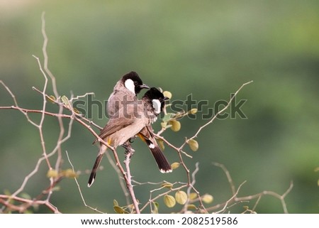 The white-eared bulbul or white-cheeked bulbul, is a member of the bulbul family. Royalty-Free Stock Photo #2082519586