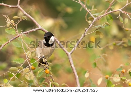 The white-eared bulbul or white-cheeked bulbul, is a member of the bulbul family. Royalty-Free Stock Photo #2082519625