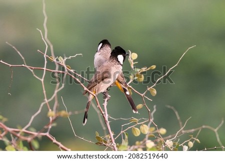The white-eared bulbul or white-cheeked bulbul, is a member of the bulbul family. Royalty-Free Stock Photo #2082519640