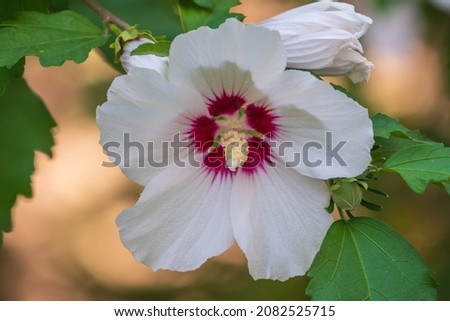 White flowers of Hibiscus grandiflorus, the swamp rosemallow. Close-up of a crimsoneyed rosemallow flower