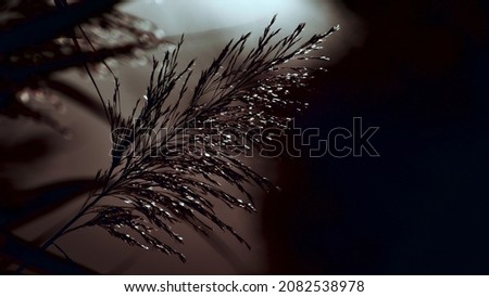 Reed in the twilight with the glint of the evening sun. Art photography. FullHD aspect ratio