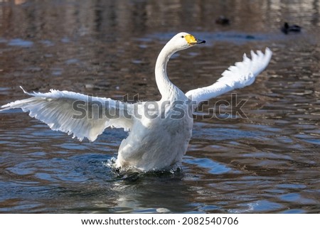 White swan flaps its wings in the lake. Nature