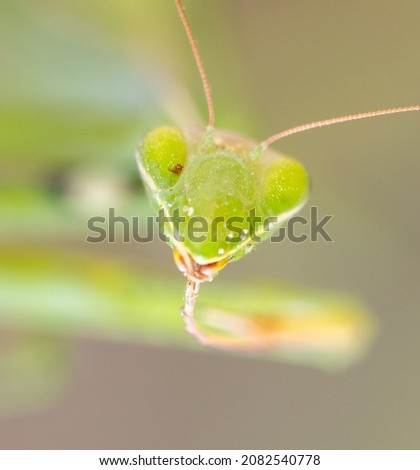 Portrait of a green praying mantis in nature. Macro