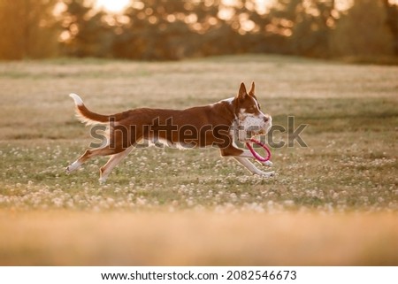 Dog autumn on nature. Active Pet running in the meadow. Border collie dog breed at the sunset