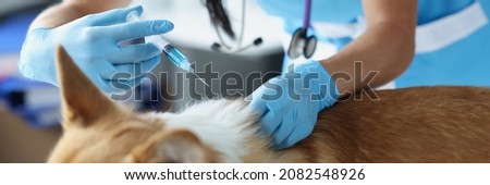 Veterinarian doctor giving injection to dog in clinic. Pet vaccination concept